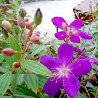 Cây hoa sim tím + Tặng (0,3kg) phân hữu cơ cao cấp