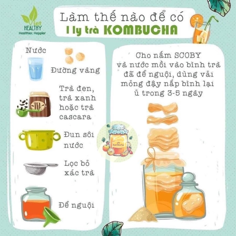 Combo SCOBY/KOMBUCHA Đầy Đủ kèm nước mồi nuôi cho người mới (7 món)