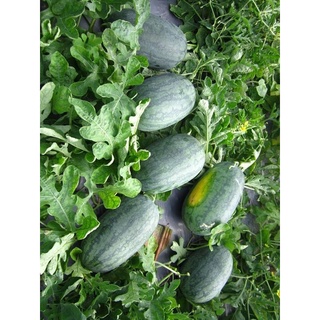 PHÂN NPK ĐẦU TRÂU 13-13-13+TE (1kg)