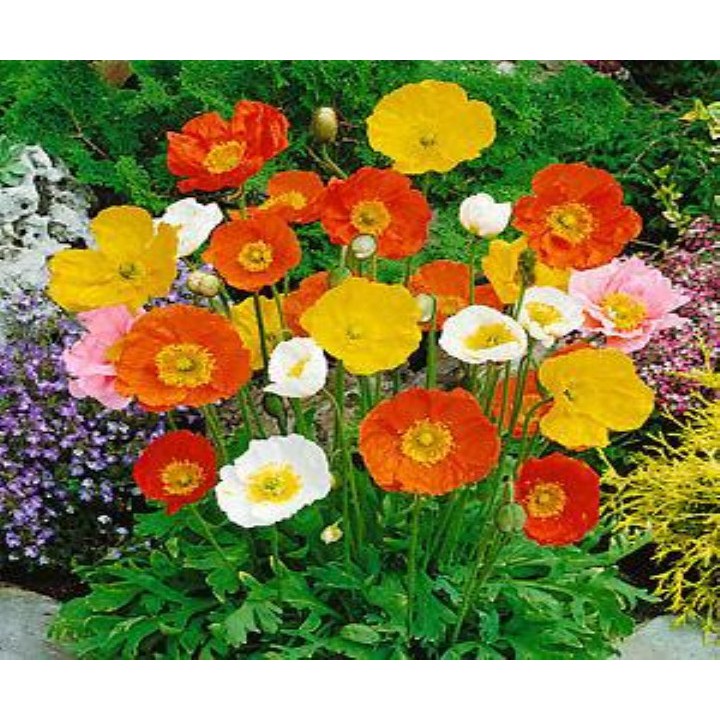 Hạt giống hoa kim anh hoa poppy nhiều màu100 hạt