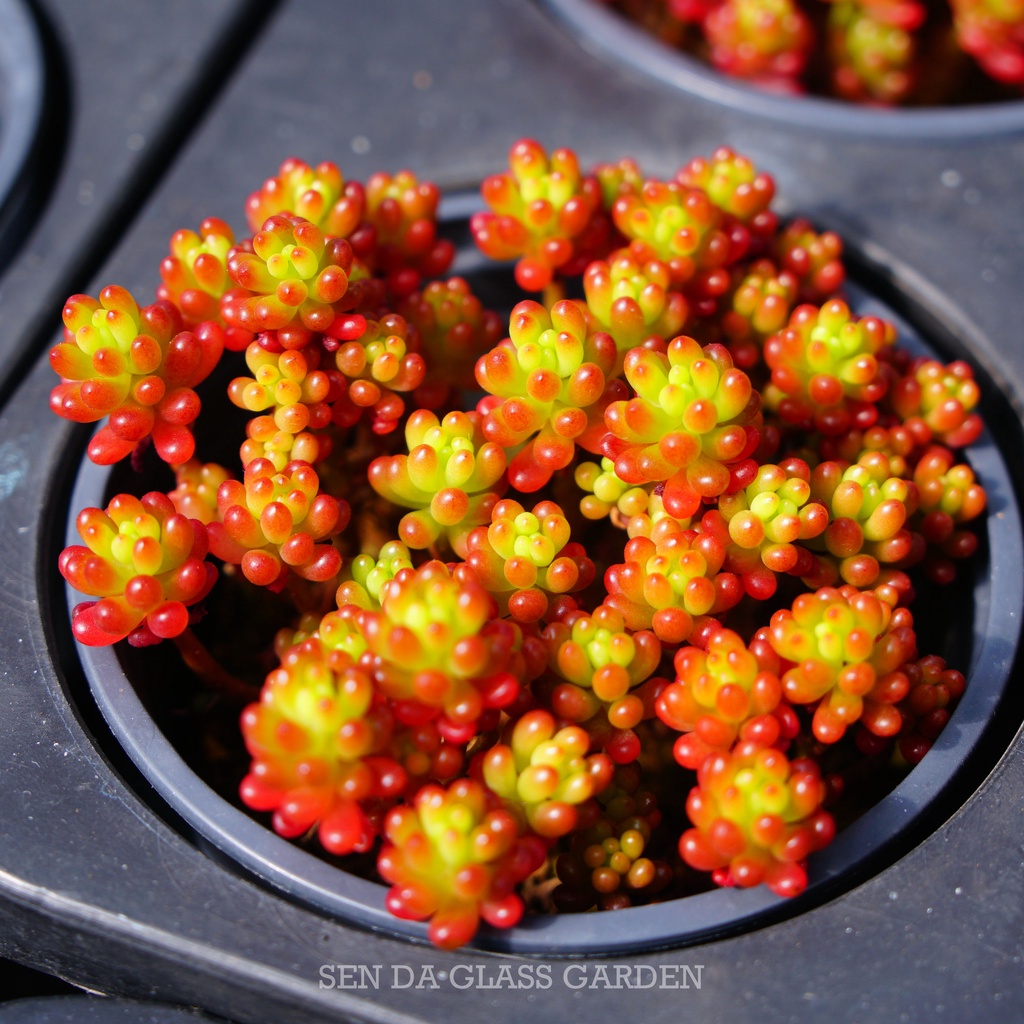 Sen Đá SEDUM MINIMI chậu 7cm GLASS GARDEN , siêu đẹp, màu giống hình, Hàng Thuần Khí hậu Đà lạt, Lỗi 1 đổi 1