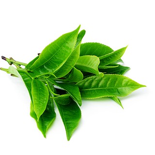 Hương liệu thực phẩm hương Trà Xanh ( Green tea Base ) 100ml dạng lỏng