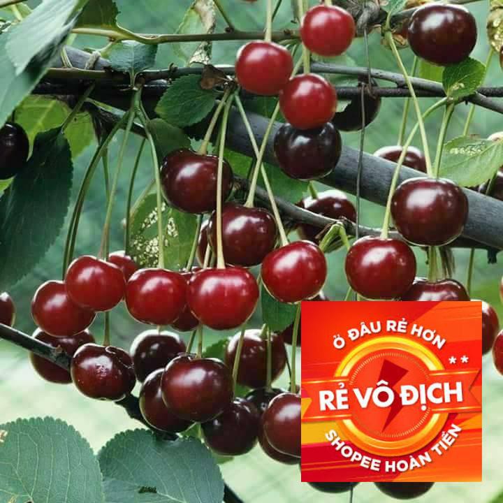 10 hạt giống quả cherry đỏ sai quả TRỢ GIÁ