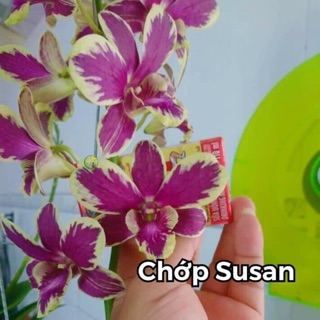 Hoa lan chớp Susan xổ 5% size cây giống cao 5-12cm