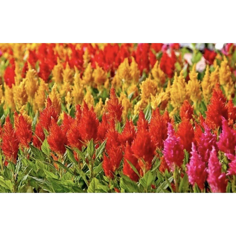 Hạt Giống Hoa Màu Gà Lửa Mix Nhiều Màu | SL: 100 HẠT