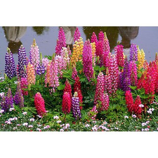 [Gói 100 Hạt] Hạt Giống Hoa Đậu Lupin (tặng kèm phân)
