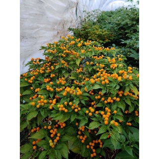 #Hạt_Giống_Ớt_Aji_Charapita_siêu_cay