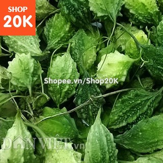 Đặc biệt Hạt giống Khổ qua rừng chất lượng