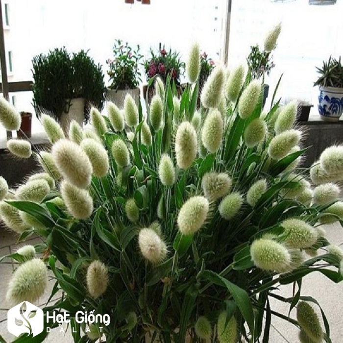 Hạt Giống Cỏ Đuôi Thỏ 50 Hạt