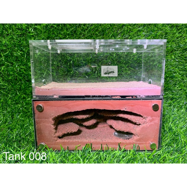 Formicarium - Tank nuôi kiến cảnh bằng thạch cao