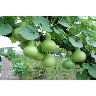 Gói 3 hạt giống bầu hồ lô quả to