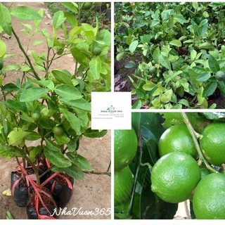 Cây giống chanh tứ quý, cây cho nhiều quả (ảnh thật cây giống tại vườn)