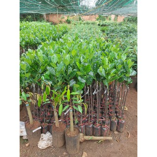 Cây giống Mít Nghệ Tứ Quý [ Cây ghép, cho trái sớm 18 tháng thu hoạch ]