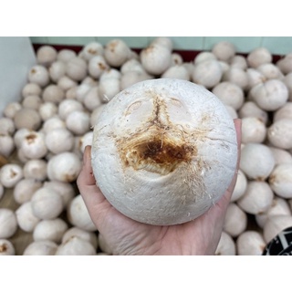 Dừa Xiêm Bến Tre