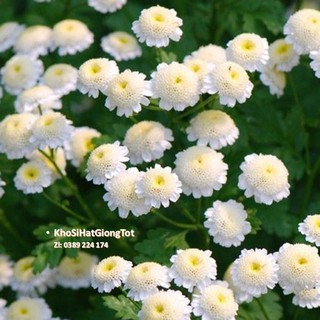 Gói 50 Hạt Giống Hoa Cúc Chi Trắng - 60cm Shasta (Chrysanthemum)