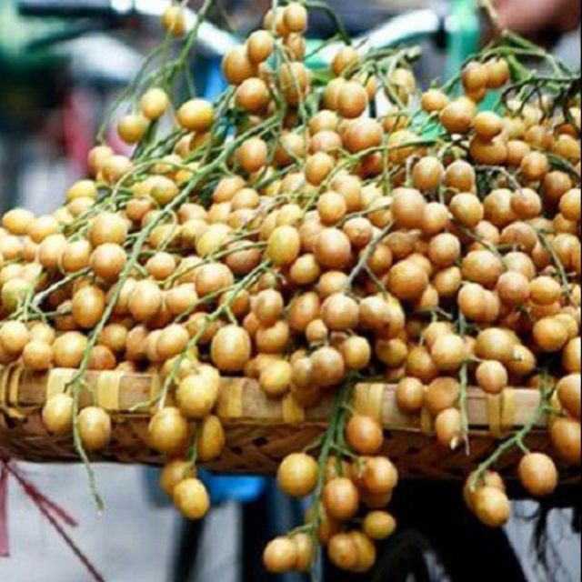 Cây quất hồng bì