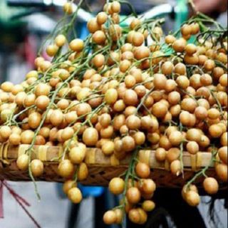 Cây quất hồng bì