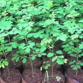 Hạt Cây Giống Chùm Ngây - 20 hạt (TẶNG gói kích thích hỗ trợ hạt nảy mầm)