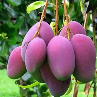 Cây xoài tím thái