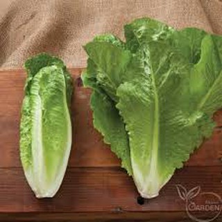 2gram hạt giống xà lách romaine