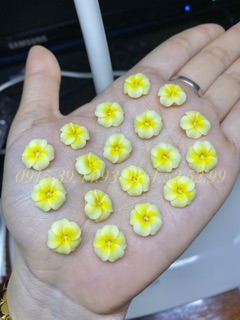 Hoa đậu ombre ( chọn đúng màu theo phân loại )