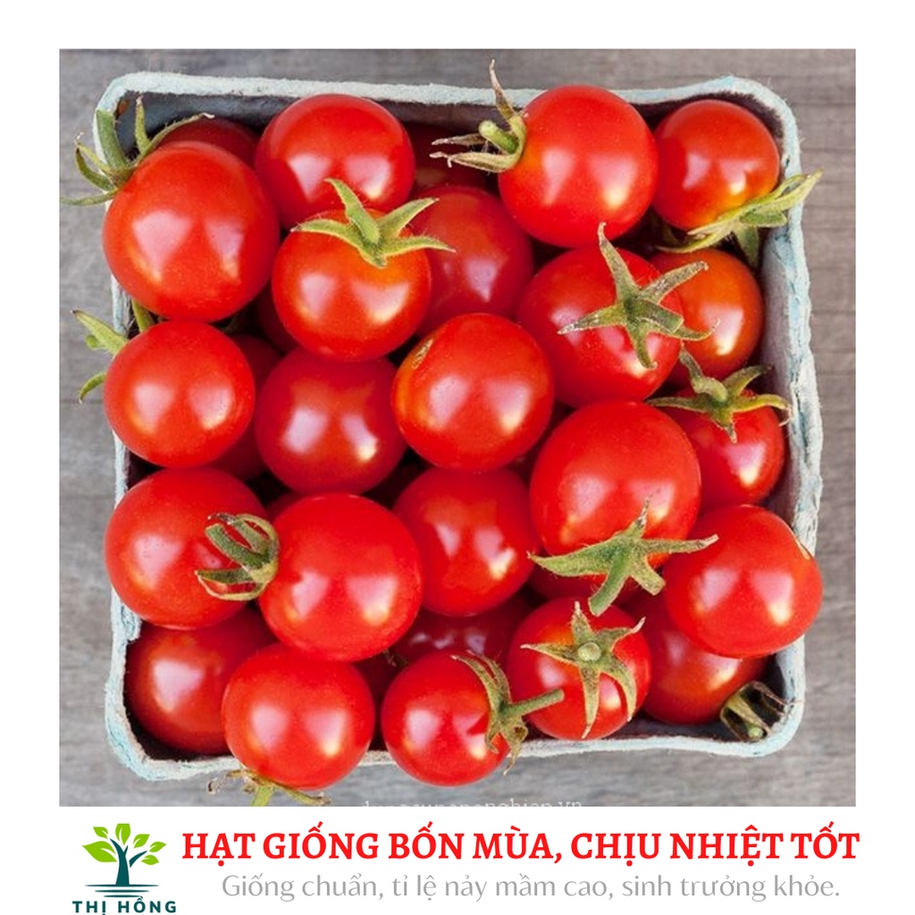 Hạt giống cà chua bi quả đỏ (quả đỏ mọng, ăn ngon, ngọt).