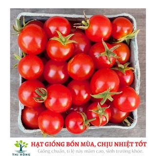 Hạt giống cà chua bi quả đỏ .