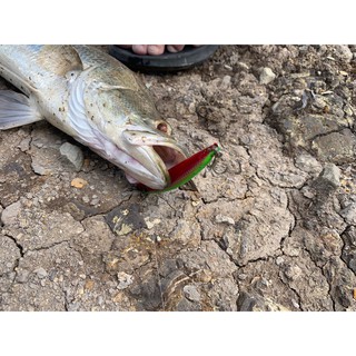 MỒI CÂU CÁ TARGET