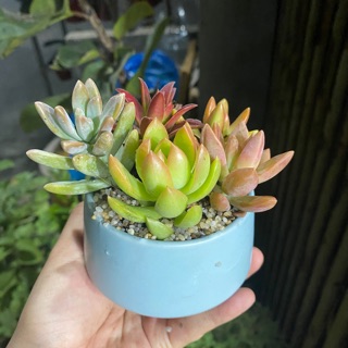 CHẬU MIX SEN ĐÁ MINI - MÓN QUÀ DỄ THƯƠNG