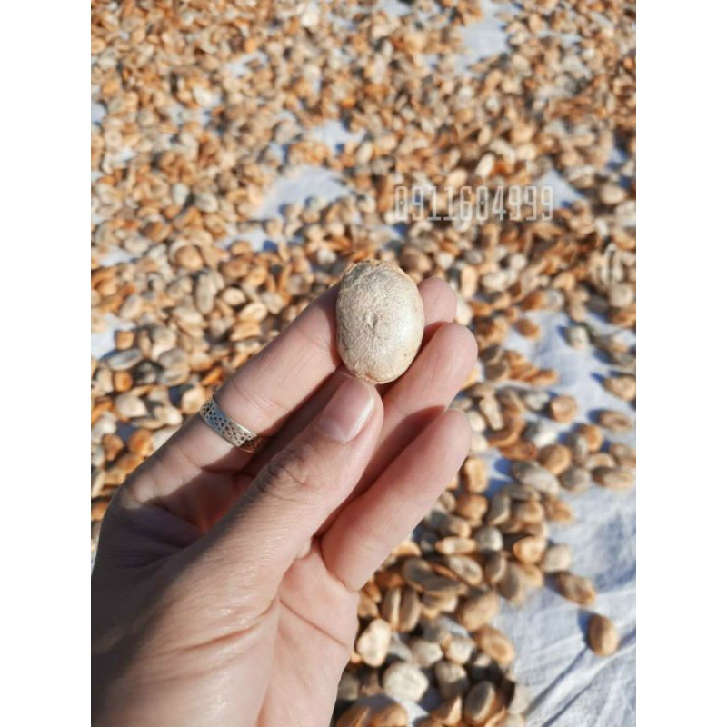 7 hạt sành (hạt sang) chuẩn sịn | BigBuy360 - bigbuy360.vn