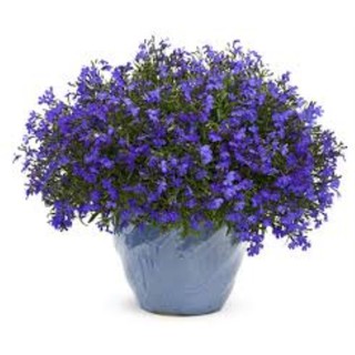 50 hạt giống cúc lobelia (thúy điệp)