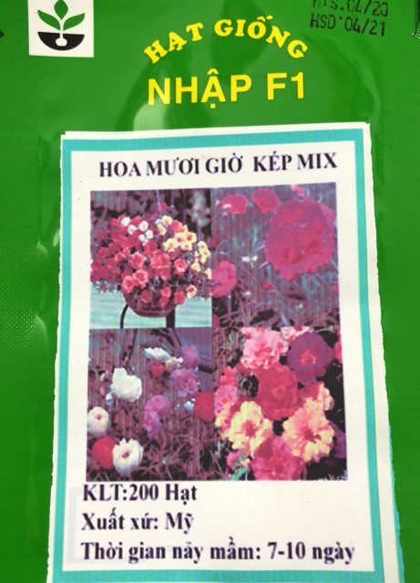 Hạt giống hoa mười giờ