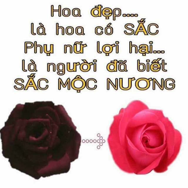 Sắc Mộc Nương-Làm hồng se khít, trị phụ khoa