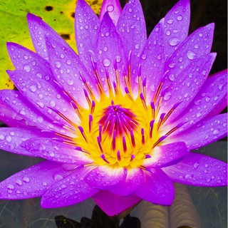 Hạt giống hoa súng