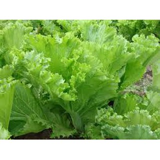 HẠT GIỐNG CẢI BẸ MÀO GÀ