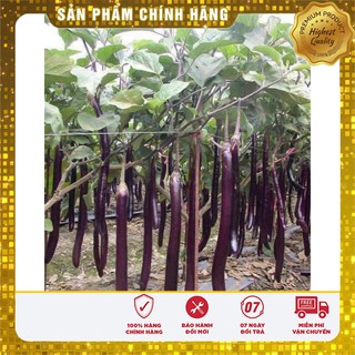 Hạt giống Cà Tím Dài F1 2gram [Bán Sỉ]
