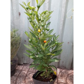 Chậu ớt kiểng, ớt Nhật trái tròn, ớt chery chưng phong thủy hút tài lộc như hình