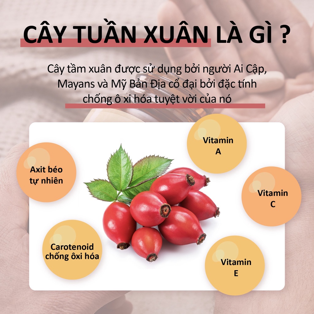 Viên Uống Solgar Vitamin C 500 MG With Rose Hips - Chiết Xuất Cây Tầm Xuân Giúp Đẹp Da, Tăng Cường Đề Kháng 100 Viên