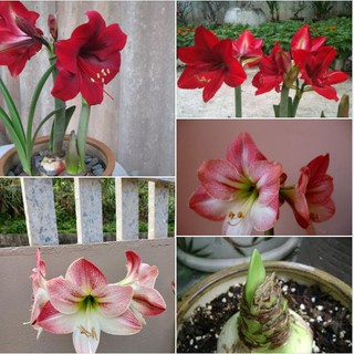 Bộ 2 củ giống hoa lan huệ  GỒM 1 củ hồng đào và 1 củ đỏ nhung