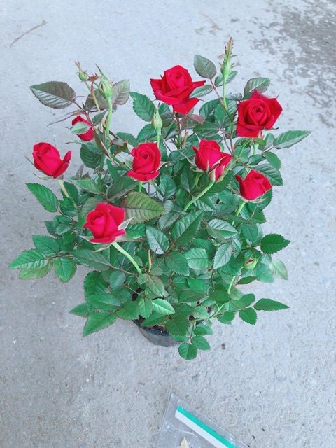 Hoa Hồng Đỏ
