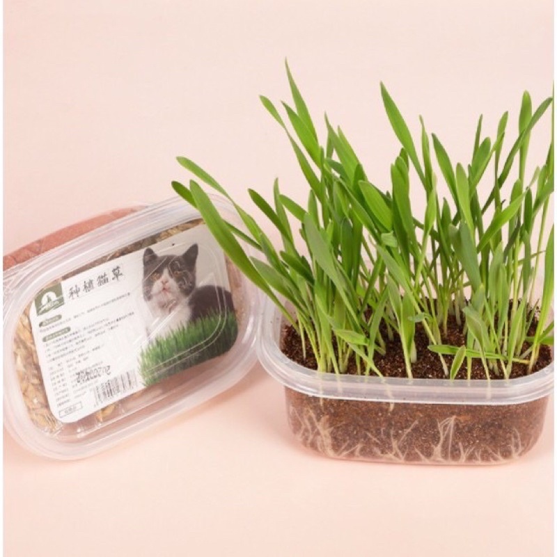 Bộ kit tự trồng cỏ mèo- cỏ lúa mạch ( gồm hạt, đất va hộp nhựa trồng )