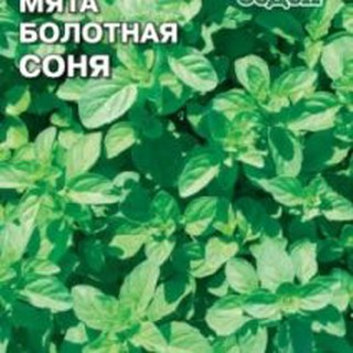 Hạt giống Bạc Hà Nhật (gói 0.5gr)