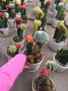 Xương rồng ghép