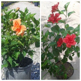 Hạt giống dâm bụt mỹ mix màu (tặng kèm phân bón và kích mầm)