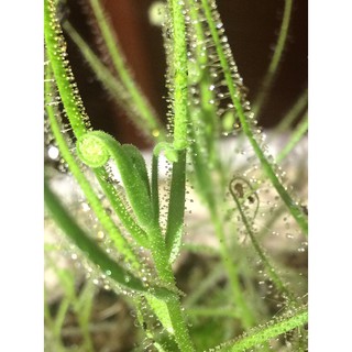 Hạt cây bắt mồi Drosera Indica Green