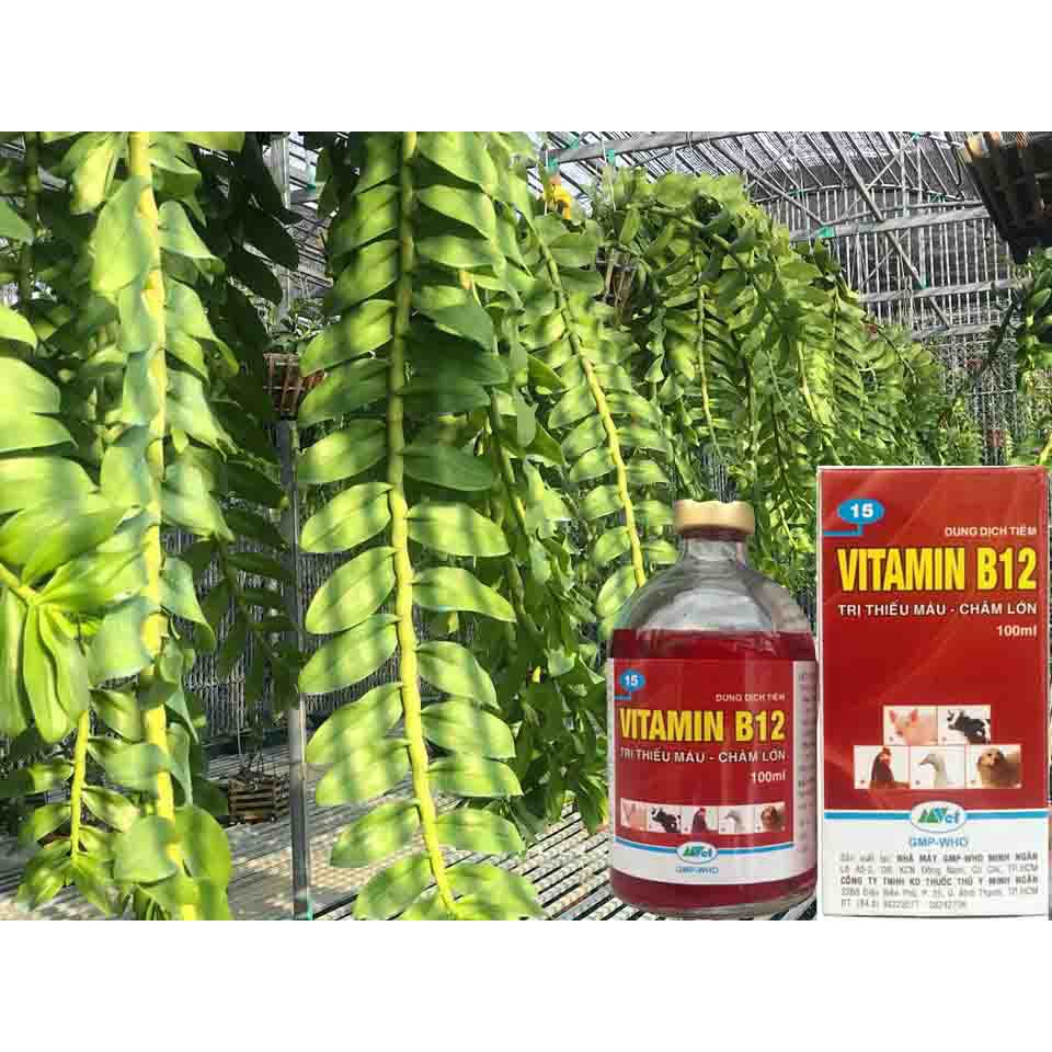 Vitamin B12 cho lan, cây cảnh 100ml Giải độc cây - Tái tạo tế bào mới, giải độc, chống sốc cho lan