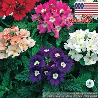 50h Hạt Giống Hoa Vân Anh - Mix Nhiều Màu (Verbena hybrida) TRỢ GIÁ