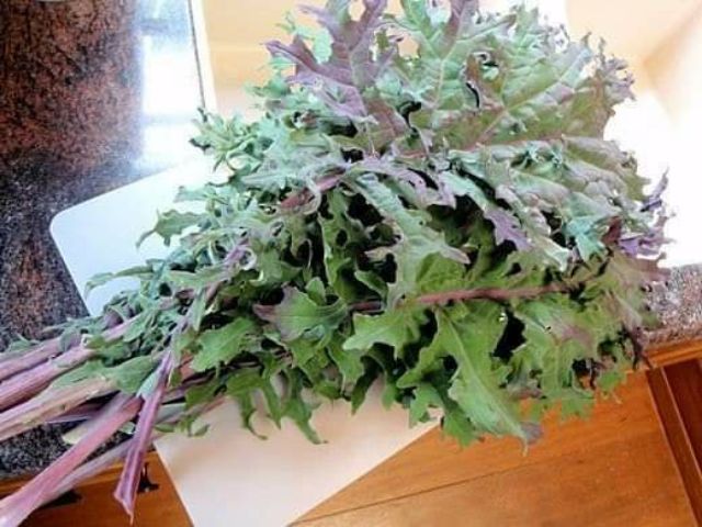 KALE RED RUSSIAN