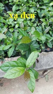 Xạ đen khô Hoà Bình 1 kg