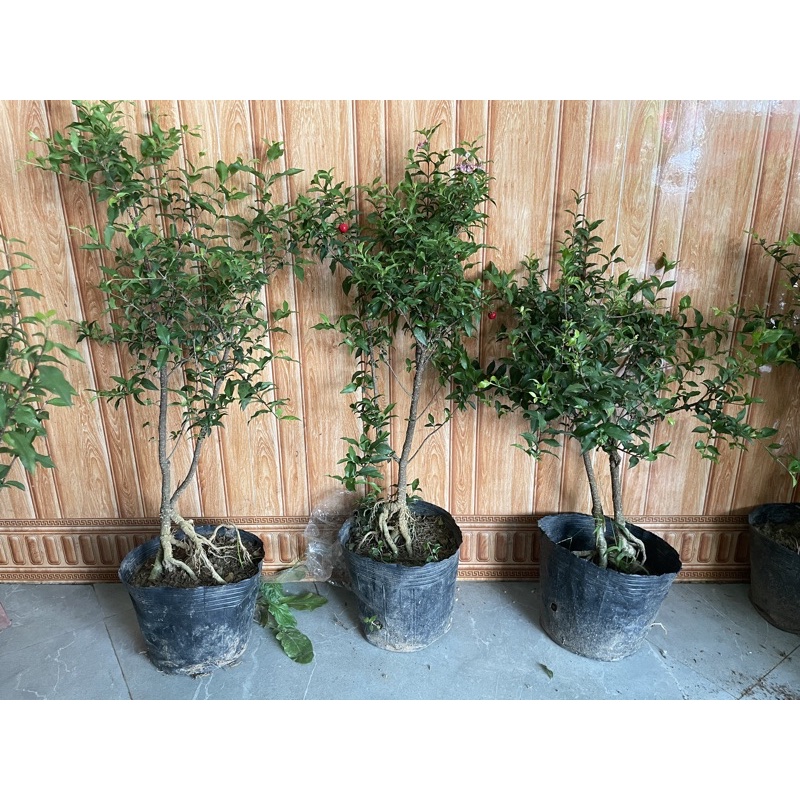 CÂY HỒNG NGỌC MAI cao 40 cm